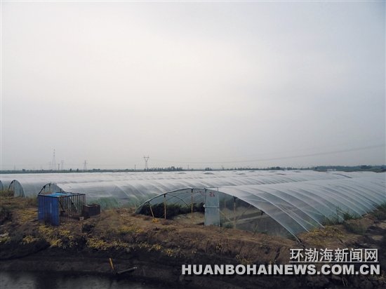 大棚里养虾 唐山头一份 一茬虾产量提高三倍（图）